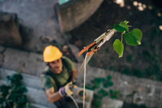 Sanborn, NY Tree Removal Company