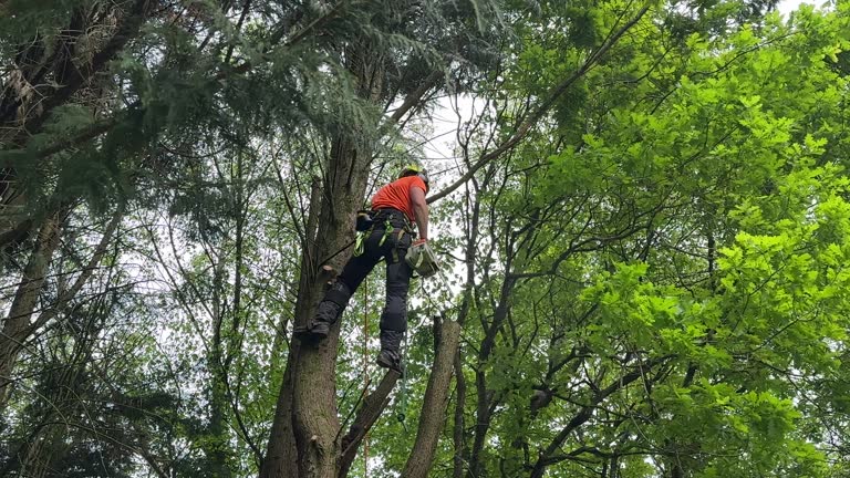 Tree and Shrub Care in Sanborn, NY