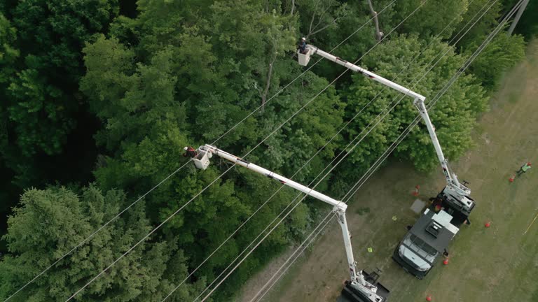  Sanborn, NY Tree Removal Pros