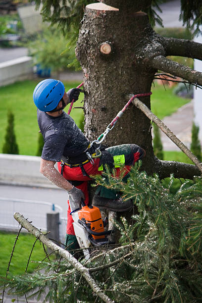 Best Arborist Consultation Services  in Sanborn, NY
